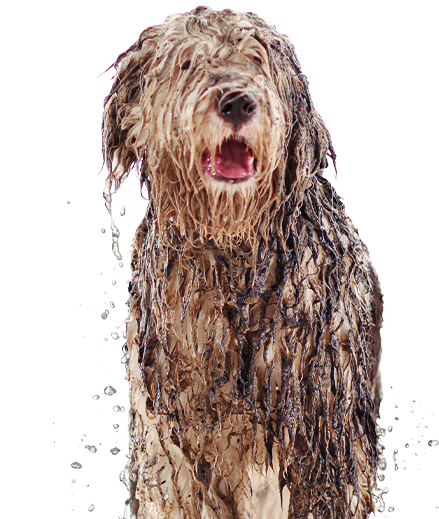 Wet Dog
